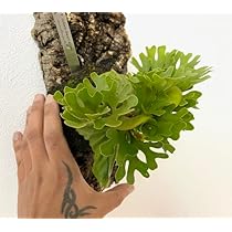 pyuarrow　マクロザミア　リドレイ2個 ルシーダ2個 pyuarrow マクロザミア リドレイ2個 ルシーダ2個 pyuarrow様